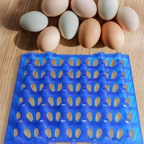 1pc Plastic Egg Tray - Multicolor